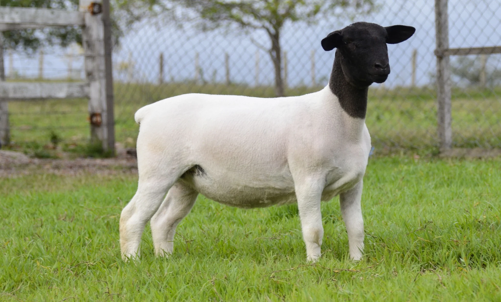 Dorper sheep at TD Dorper Studs