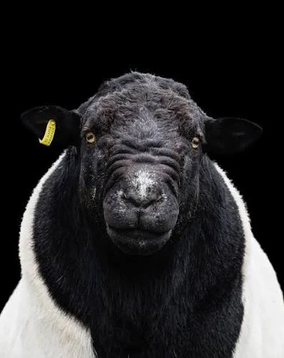 Close-up Dorper sheep portrait
